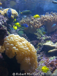 Reef Life: Baltimore Aquarium by Robert Michaelson 